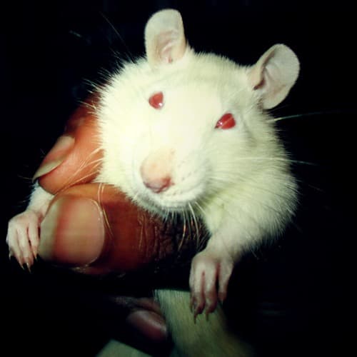 Swr.ratGRL